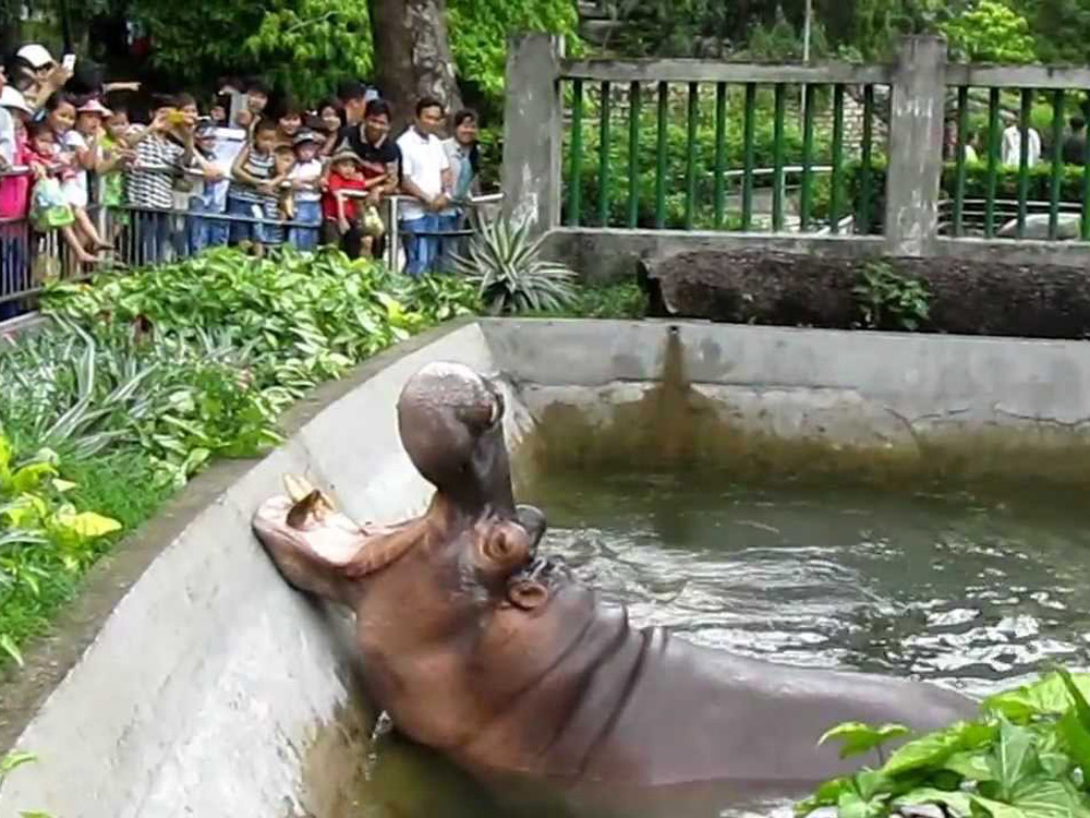 Hà mã mở miệng trong hồ bên hàng rào khu tham quan đông người