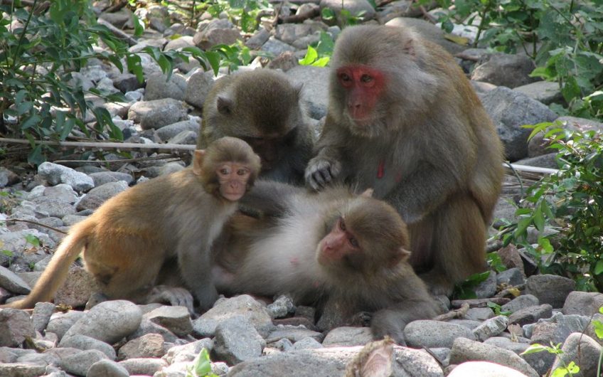 Quần Đảo Cát Bà – Hải Phòng