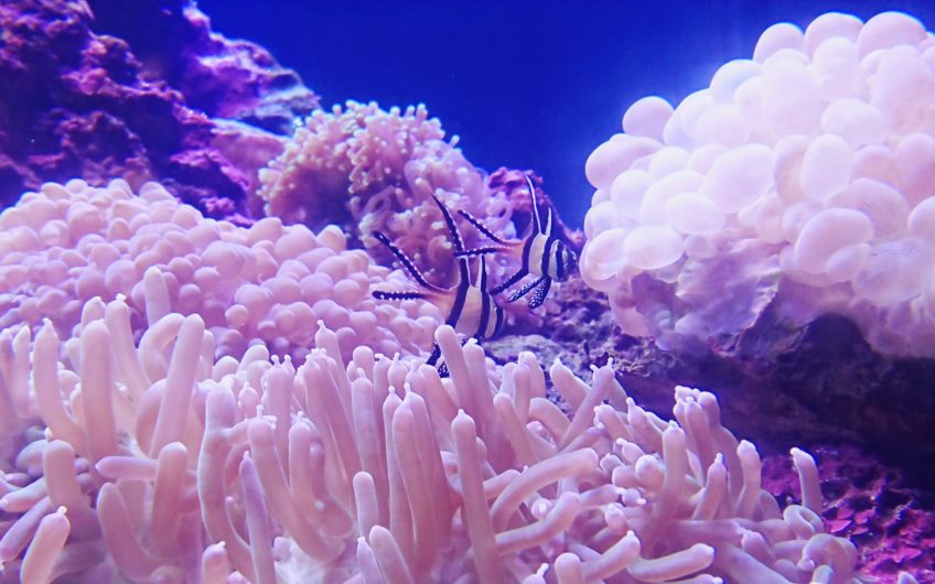 Viện Hải Dương Học Nha Trang