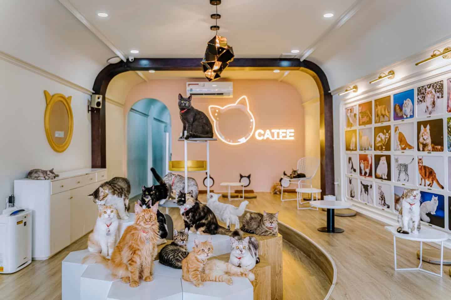 Không gian pet café kết hợp spa và grooming cho thú cưng - Đầu tư kinh doanh Pet Café